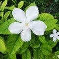 Closeup of white flower, jusmine