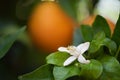 Closeup of white Flower lemon ,Lime blossom on tree Royalty Free Stock Photo