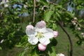 Closeup of white flower and pinkish buds of apple in April Royalty Free Stock Photo