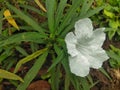Closeup white flower ruellia tuberosa