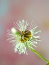 Closeup white flower  with water drops on yellow background soft focus and blurred for background ,macro image Royalty Free Stock Photo