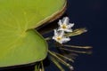 Closeup white flower of Water snowflake aquatic plant growing in