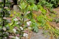 White flowers of a bear`s breaches plant