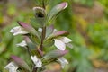 White flowers of a bear`s breaches plant