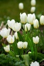 Closeup of white flowers blooming in a garden on a sunny day. Zoom on seasonal flowers growing in a quiet, serene forest