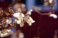 Closeup of white flowers, dry floral background Royalty Free Stock Photo