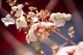 Closeup of white flowers, dry floral background Royalty Free Stock Photo