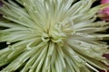 Closeup white flowers