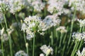 Closeup of white flowers of the garlic chives, Allium tuberosum. Medicinal plants, herbs in the organic garden. Blurred background Royalty Free Stock Photo
