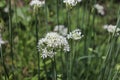 Closeup of white flowers of the garlic chives Allium tuberosum . Medicinal plants, herbs in the organic garden . Blurred Royalty Free Stock Photo