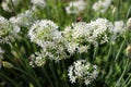 Closeup of white flowers of the garlic chives Allium tuberosum . Medicinal plants, herbs in the organic garden . Blurred Royalty Free Stock Photo