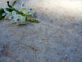 Closeup white flowers with green leaf on old cement  for background Royalty Free Stock Photo