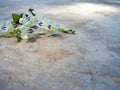 Closeup white flowers with green leaf on old cement  for background Royalty Free Stock Photo