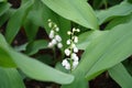 Closeup of white flowers of lily of the valley