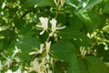 Closeup of white flowers of Lonicera maackii in May Royalty Free Stock Photo