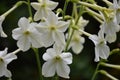 A closeup of white flowers of nicotiana alata, sweet tobacco