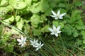 Closeup of white flowers of Ornithogalum umbellatum in April