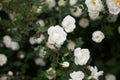 Closeup Of White Flowers On The Wild Rose Bush Royalty Free Stock Photo