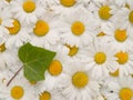 Closeup of white flowers (leucanthemum vulgare) with ivy leaf (hedera helix)