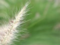 Closeup white fountain grass feathertop in garden with blurred background ,sweet color ,soft focus in garden