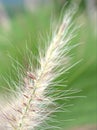 Closeup white fountain grass feathertop in garden with blurred background ,sweet color ,soft focus in garden