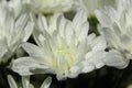 Closeup white Dahlias