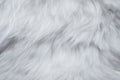 Closeup of White Fur Texture. Smooth Fluffy and Silky Royalty Free Stock Photo
