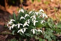 Closeup of white Galanthus snowdrop bush on the ground outdoors during daylight