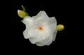 Closeup,White gardenia flower blossom blooming isolated on black background for photo stock or design, summer flower. single Royalty Free Stock Photo