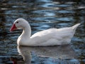 Closeup of a white geese swimming in the reflective lake on a sunny day