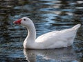 Closeup of a white geese swimming in the reflective lake on a sunny day