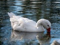 Closeup of a white geese swimming in the reflective water and drinking