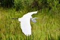 Closeup of a white great egret flying low with grass in the background Royalty Free Stock Photo