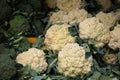 Closeup of white and green cauliflowers and cabbages on a shelf