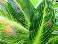 Closeup of white green leaves of Aglaonema plants