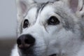 Closeup of white grey siberian husky head