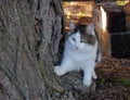 Closeup of white, grey and tan cat sitting on tree trunk. Royalty Free Stock Photo