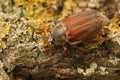 Closeup on a white grub cockchafer. Melolontha melolontha on wood Royalty Free Stock Photo