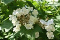 Closeup of white guelder rose blossom