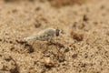 Closeup on a white haired Therevidae stilleto fly, Acrosathe annulata on sand