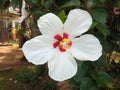 Closeup, white hibiscus flower blooming on tree blurred green leaf background for stock photo, spring summer flower Royalty Free Stock Photo