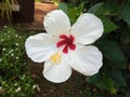 Closeup, white hibiscus flower blooming on tree blurred green leaf background for stock photo, spring summer flower Royalty Free Stock Photo