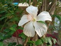 Closeup, White hibiscus flower blooming on tree blurred green leaf background for stock photo, spring summer flower Royalty Free Stock Photo