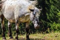 Closeup of a white horse with black dots grazing on green grass on a pasture on a sunny day Royalty Free Stock Photo