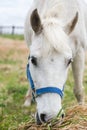 Closeup of a white horse eating grass at a meadow Royalty Free Stock Photo