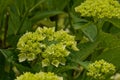 Closeup of white hortensia flowers - Hydrangea. Royalty Free Stock Photo