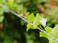 Closeup on white ivy Gourd flower Royalty Free Stock Photo