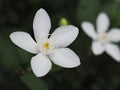 Closeup white jasmine  Wrightia antidysenterica flower in garden with blurred background Royalty Free Stock Photo