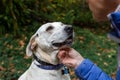 Closeup of white lab mix dog, collar and dog tags, receiving attention from a woman