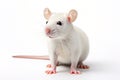 closeup white laboratory rat mouse on a white background Royalty Free Stock Photo